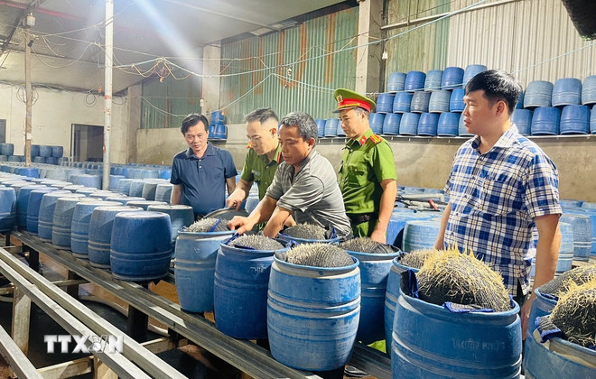 ttxvn-gia-do-lao-cai-1.jpg