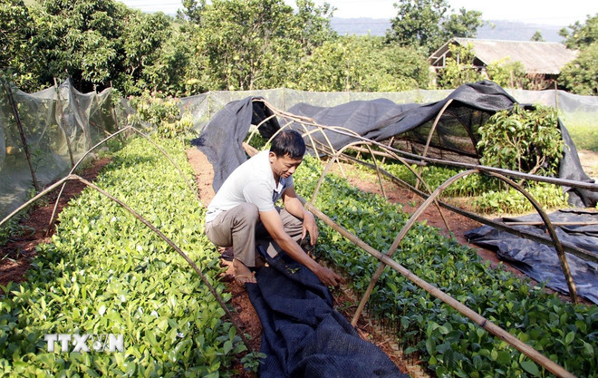 저소득 가구에 대한 농지 사용세 면제. (사진: 동투이/VNA) ttxvn-dat-nong-nghiep-2.jpg