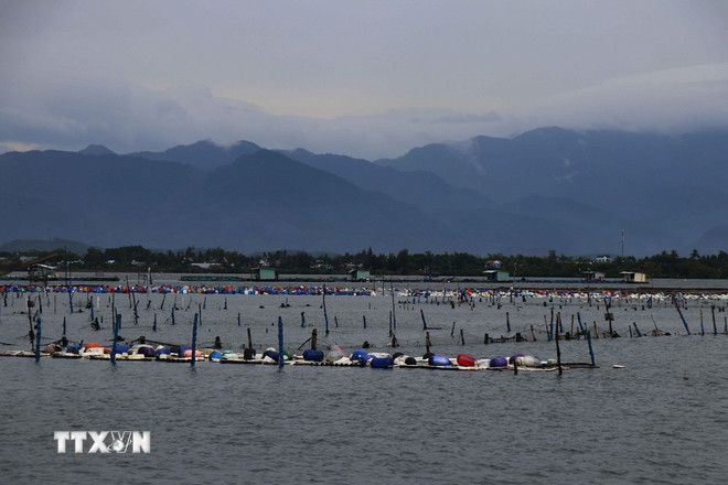 ttxvn-da-nang-nuoi-trong-thuy-san-2.jpg