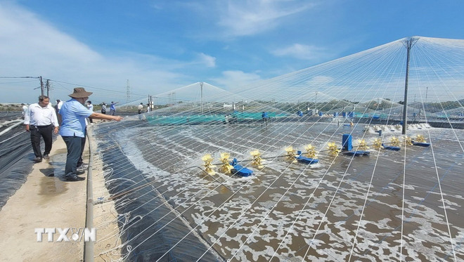ホーチミン市ロンディエン村チョーベン協同組合における閉鎖型ハイテクエビ養殖モデル。(写真:ホアン・ニー/VNA) ttxvn-vung-nuoi-tom.jpg