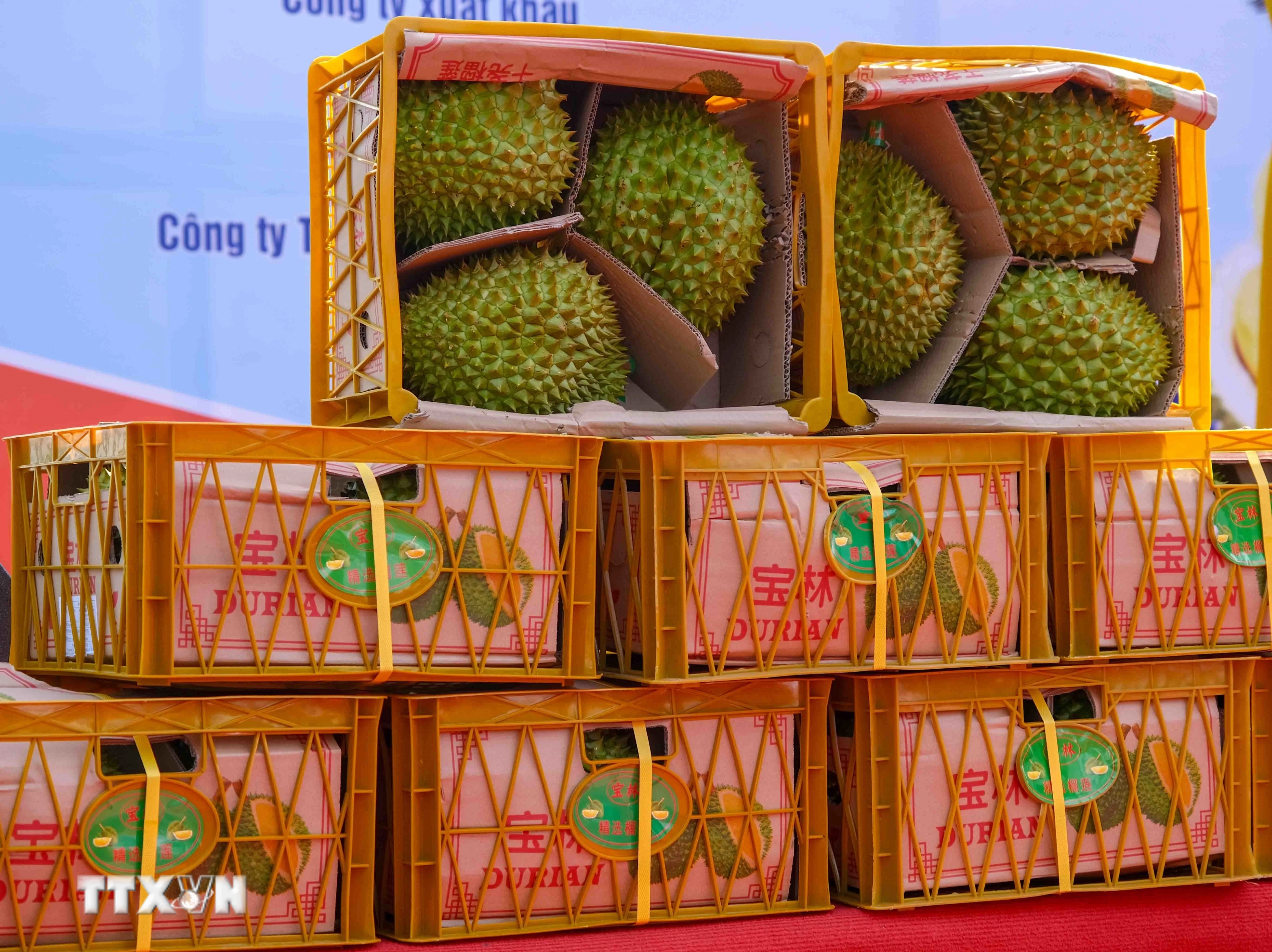 Quảng Tây mở thêm 8 kho kiểm tra trái cây nhập từ ASEAN, thúc đẩy thương mại