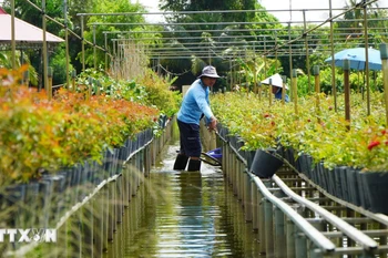 Trồng hoa, kiểng trên giàn là phương thức canh tác truyền thống của gia đình ông Nguyễn Văn Sang ở phường Sa Đéc. (Ảnh: Nhựt An/TTXVN)