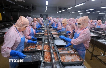 Chế biến tôm xuất khẩu. (Ảnh: TTXVN)