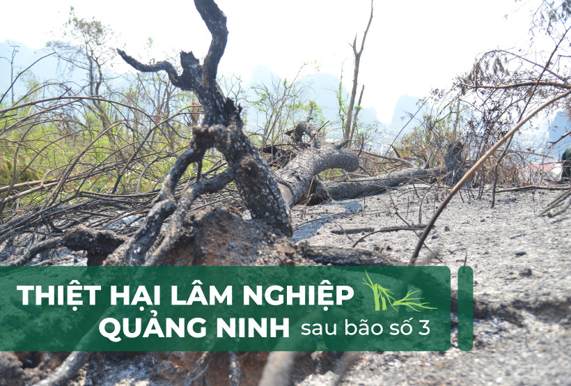 Quảng Ninh đối mặt với những khoản nợ vay trồng rừng khổng lồ sau bão số 3