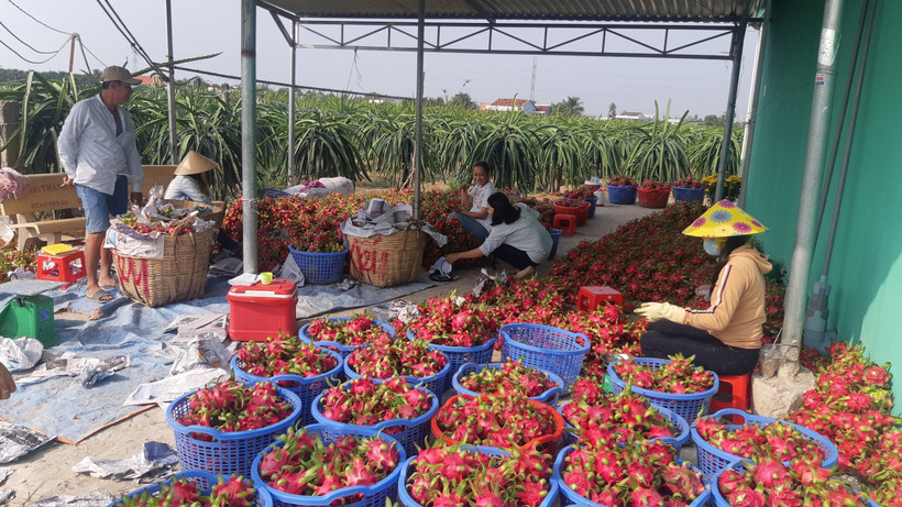 Ảnh chỉ có tính minh họa. (Nguồn: Thanh Bình/TTXVN)