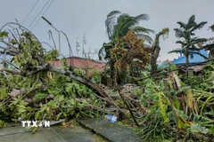 Philippines hứng chịu trung bình khoảng 20 cơn bão mỗi năm. (Nguồn: THX/TTXVN)