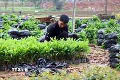Người dân Tuyên Quang chuẩn bị cây giống cho vụ trồng rừng. (Nguồn: TTXVN)