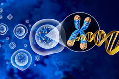 Telomere giúp loại bỏ các tế bào bị tổn thương nhiễm sắc thể trước khi chúng có thể phân chia không kiểm soát. (Nguồn: Cancer World)