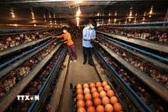 Thu hoạch trứng gia cầm thương phẩm ở hộ nông dân Nguyễn Văn Sơn, xã Nhã Nam, tỉnh Bắc Ninh. (Ảnh: Vũ Sinh/TTXVN)