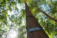 Quần thể cây trắc được bảo vệ nghiêm ngặt trong rừng đặc dụng Đăk Uy. (Ảnh: Dư Toán/TTXVN)