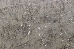 Cá chết do dầu tràn. (Nguồn: Lao Động)