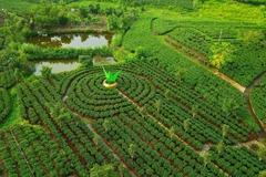 Một góc vùng chè Tân Cương. (Ảnh: Minh Đức/TTXVN)