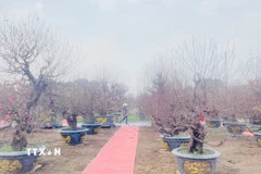 Những cây đào đang thời gian "ủ nụ, dưỡng hoa" chờ bung nở đúng Tết Bính Ngọ 2026 tại Nhà vườn Tuấn Việt - làng nghề truyền thống hoa đào Nhật Tân. (Ảnh: Tuyết Mai/TTXVN)