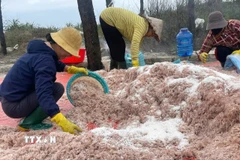 Ngư dân xã Vĩnh Hoàng, tỉnh Quảng Trị trúng đậm ruốc biển. (Ảnh: TTXVN phát)