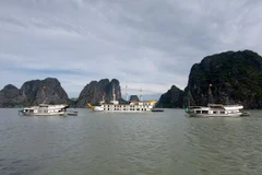 Một số tàu du lịch ở thành phố Hạ Long di chuyển về nơi tránh trú bão an toàn. (Ảnh: Văn Đức/TTXVN)