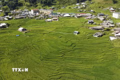 Bản làng thanh bình giữa mùa lúa xanh ở Tả Van. (Ảnh: Hương Thu/TTXVN)