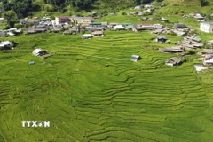 Bản làng thanh bình giữa mùa lúa xanh ở Tả Van. (Ảnh: Hương Thu/TTXVN)