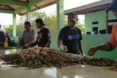 Phân loại tôm. (Nguồn: Jakarta Globe)