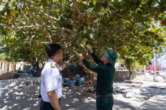 Quả tra mọc thành chùm như những chùm nho xanh tạo ấn tượng với những người lần đầu tiên được tận mắt thấy. (Ảnh: Xuân Quý/TTXVN)