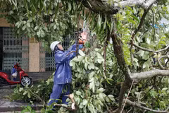 Cắt dọn cây bị đổ do bão số 1 ở Quảng Ninh. (Ảnh: TTXVN phát)