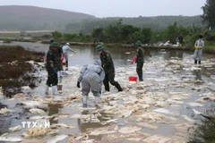 Váng dầu tràn ra ruộng sản xuất lúa của người dân xã Vạn Tường. (Ảnh: Phạm Cường/TTXVN)