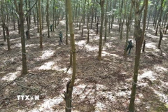 Nông trường cao su. (Nguồn: TTXVN)