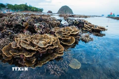 Hòn Yến mê hoặc du khách bởi vẻ đẹp nguyên sơ và cơ hội chiêm ngưỡng những rạn san hô cổ tuyệt đẹp mà không cần lặn biển. (Ảnh: Khánh Hòa/TTXVN)