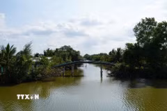Độ mặn ở kênh Bảy Biển, xã Nam Thái A, huyện An Biên, từ đầu tháng 2/2025 đến nay có lúc lên đến 30‰-35‰. (Ảnh: Văn Sĩ/TTXVN)