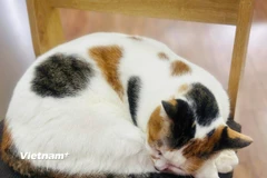 Ảnh minh họa. (Nguồn: Vietnam+)