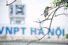 Chim hoang dã về hồ Hoàn Kiếm: Không gian bình yên ngay giữa Thủ đô