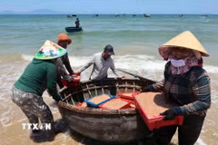 Niềm vui của ngư dân xã Duy Nghĩa, thành phố Đà Nẵng trúng đậm vụ khai thác ruốc biển. (Ảnh: Đỗ Trưởng/TTXVN)