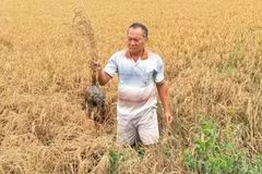 Khu vực lúa chết bất thường cạnh cao tốc Cần Thơ-Cà Mau. (Nguồn: Lao Động)
