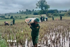 Đồn Biên phòng Thanh hỗ trợ nhân dân Quảng Trị thu hoạch lúa tránh thiệt hại do mưa lớn gây ngập úng. (Ảnh: TTXVN phát)