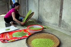 Cốm Tú Lệ - đặc sản của Lào Cai. (Nguồn: TTXVN)