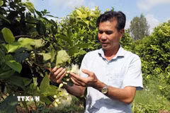 Ông Trần Văn Phục giới thiệu về giống mận (roi) Sân Tiên do chính ông lai tạo. (Ảnh: Trung Kiên/TTXVN)