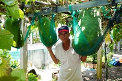 Ông Lê Bá Biên ở thôn Chánh Trạch 2, xã Mỹ Thọ, huyện Phù Mỹ kiểm tra vườn bí trước khi xuất bán. (Ảnh: Lê Phước Ngọc/TTXVN)