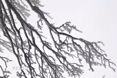Trên đỉnh núi Phia Oắc, băng giá đã phủ trắng những cành cây. (Ảnh: TTXVN phát)