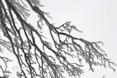 Trên đỉnh núi Phia Oắc, băng giá đã phủ trắng những cành cây. (Ảnh: TTXVN phát)