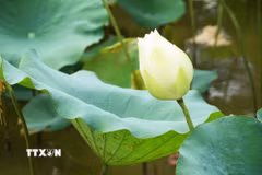 Hoa sen trắng trên hồ ở cánh đồng Bàu Vá, phường Thủy Xuân, thành phố Huế. (Ảnh: Nguyên Lý/TTXVN)