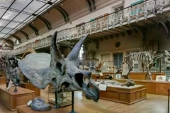 Bảo tàng Lịch sử Tự nhiên Paris. (Nguồn: Zamin)