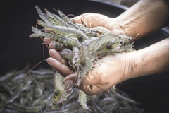 Indonesia là nhà xuất khẩu tôm lớn thứ 5 thế giới với 6% thị phần toàn cầu. (Nguồn: Shutterstock)