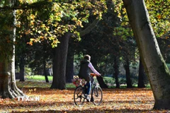 Người dân đạp xe trên thảm lá thu tại Berlin, Đức. (Ảnh: THX/TTXVN)