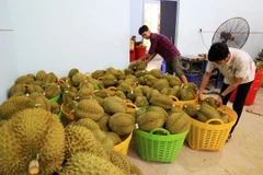 Một vựa sầu riêng. (Ảnh minh họa: Hồng Đạt/TTXVN)