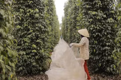 Do thiếu lao động thời vụ, nông dân tại các vùng trọng điểm trồng tiêu của Thành phố Hồ Chí Minh phải trải lưới để thu gom tiêu chín rụng. (Ảnh: Hoàng Nhị/TTXVN)