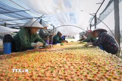 Công nhân ươm cây giống tại vườn ươm của một doanh nghiệp ở Bắc Ninh. (Ảnh: Danh Lam/TTXVN)