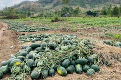 Dưa hấu đã thu hoạch chờ tiêu thụ. (Ảnh: Hồng Điệp/TTXVN)