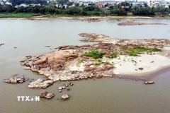 Mực nước sông Hồng xuống thấp gây trở ngại cho hoạt động vận tải thủy ở Phú Thọ. (Ảnh: Nguyễn Văn Cảnh/TTXVN)