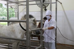 Ngựa được lấy máu là ngựa từ 3-6 tuổi, cao 1m2, cân nặng từ 220kg trở lên, lông da bóng mượt; đặc biệt hồng cầu trong máu phải đảm bảo tiêu chuẩn y tế quy định. (Ảnh: Phan Sáu/TTXVN)