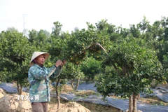 Người dân chăm sóc vườn quất để chuẩn bị cung ứng cho thị trường Tết. (Ảnh: Khiếu Tư/TTXVN)