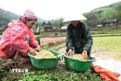 Người đồng bào dân tộc Chứt học cách làm lúa nước. (Ảnh: TTXVN phát)